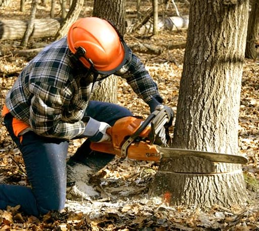 Tree Removal in Alma, NE
